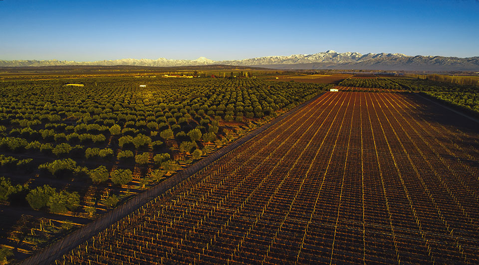 Paraíso-Un-blend-de-cepas-y-viñedos-2