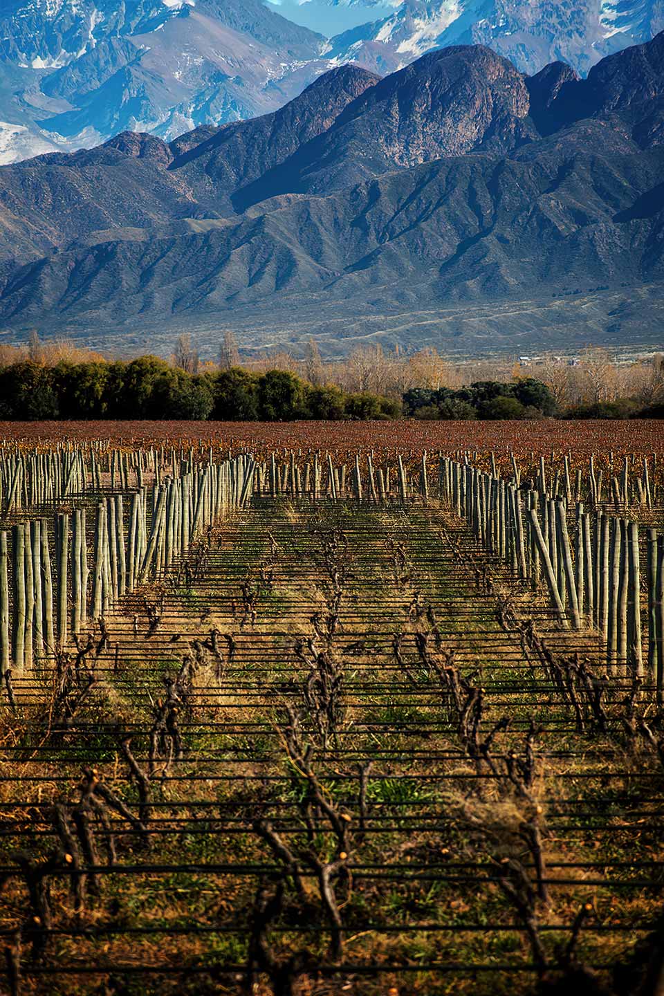 Primavera-de-nuevo-brota-la-vida-1