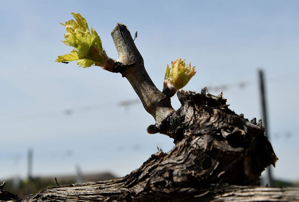 Primavera-de-nuevo-brota-la-vida-2